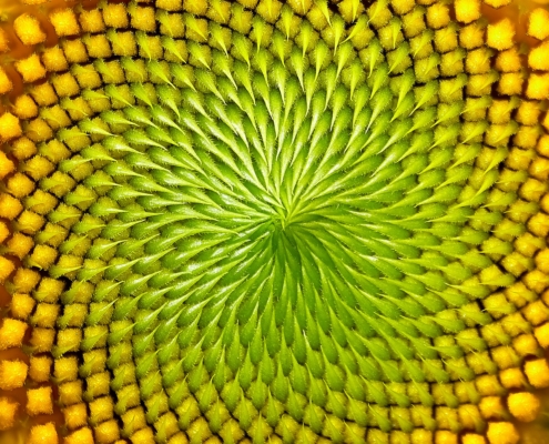 Closeup of a sunflower