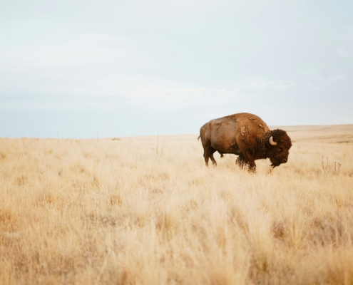 Bison on a prairie